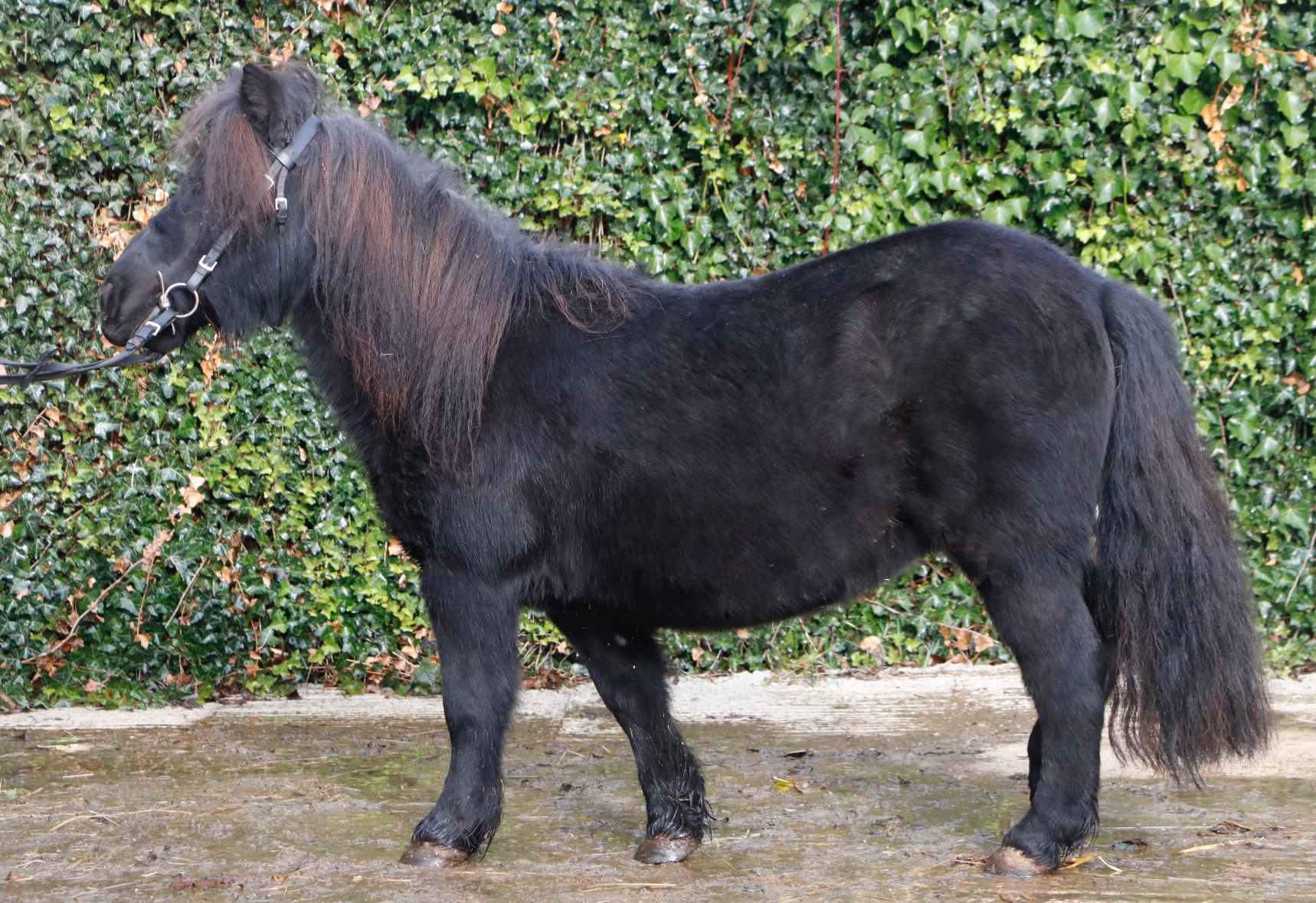 Poney Shetland à Vendre Ou à Donner